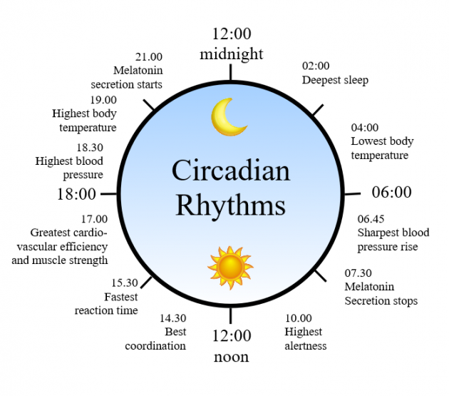 articles/circadian_rhythm.png